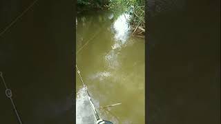 Sambaran ikan Toman #fishing #mancing