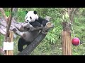 臺北市立動物園_大貓熊_戶外行為豐富化 pandas outdoor enrichments @ taipei zoo