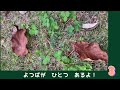 四葉はどこにあるのかな？その37　let‘s find a clover！【part37】