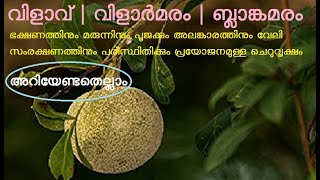 വിളാവ് | വിളാർമരം | ബ്ലാങ്കമരം | വിളങ്കായ് | Limonia acidissima | Elephant Apple | Wood Apple