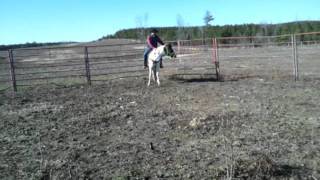 Steven McElroy breaking a horse to ride.