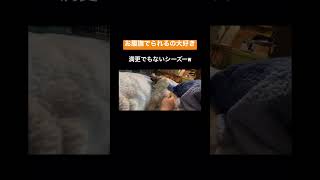 【満更でもないシーズー】お腹撫でられるの大好き！ #シーズー #シーズー子犬 #ペット動画 #子犬を飼う #子犬の日常 #子犬の成長記録 #シーズー犬 #シーズー女の子　#シーズーぽぽ