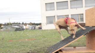 Arlene flyball edzés