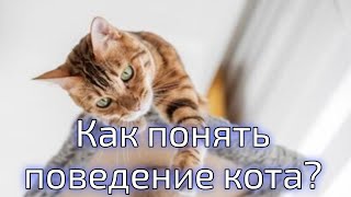 Как понять поведение кота: Полное руководство