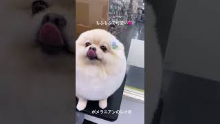 あざらしちゃんみたいで可愛いポメラニアン🐩【横浜ペットショップ ベルドック】#shorts #犬のいる暮らし #ポメラニアン