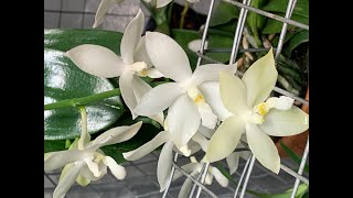 Moth #Orchid Blooms Nearly All Year! Phalaenopsis tetraspis alba