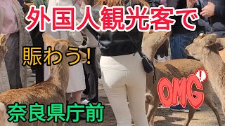 外国人観光客で賑わう奈良県庁前🦌Nara Park Japan🇯🇵