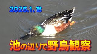 池のほとりで野鳥観察 2025 1 18