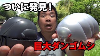 ついに発見！巨大ダンゴムシ  Big roly polies