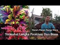 Macam Macam Tanaman Hias Bunga Miana Premium Langka Termahal Dan Biasa | Coleus atropurpureus