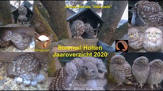 Steenuil Holten 2020 JAAROVERZICHT  ♥een jaar uit het leven van schattige uiltjes♥