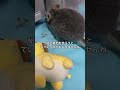 掘れない穴を掘り続けるチンチラが健気でかわいい＃chinchilla＃チンチラ