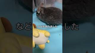 掘れない穴を掘り続けるチンチラが健気でかわいい＃chinchilla＃チンチラ