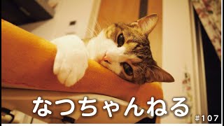 ゴミ箱を漁る猫