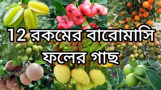 12 রকমের বারোমাসি ফলের গাছ🥭||🍒12 All Season Fruit Plants🍊||Helpful Garden