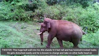 Elephants in Jungle Retreat Wayanad, Kerala