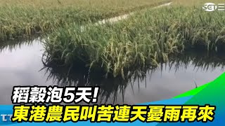 稻穀泡5天！東港農民叫苦連天　憂雨再來｜三立新聞台