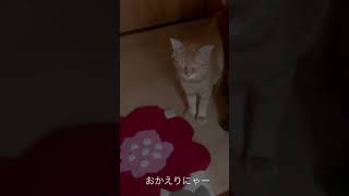 おかえりニャンコ #shorts #ねこ #猫