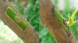 Chip - Bud Grafting Technique | Grafting Fruit Tree