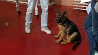 Valpskola med hundcoach Fredrik Steen - Nyhetsmorgon (TV4)