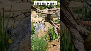 #정원에 있는 넙적바위 활용하여 바위취를 심어봅니다 #정원꾸미기 #정원  #gardening #shorts