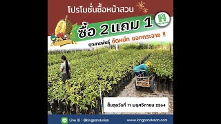 ซื้อต้นทุเรียนหน้าสวน 2 ต้นแถม1 (1-11 พฤศจิกายน 2564) | ลุงหมูป้าตุ้ยพันธุ์ไม้