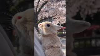 【うさんぽ】お花見する桜色お口のうさぎさん🌸🐰 #うさぎ #rabbit #ネザーランドドワーフ #可愛い