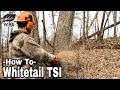 How To Manage Timber For Wildlife TSI