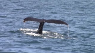 3.28.17 Humpback Whales #Monterey #Travel #Adventure