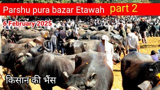 parshu pura bazar | उत्तर प्रदेश परशु पुरा पशु बाजार | Pashu Mandi | Buffalo market Pashu pura