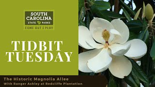 The Historic Magnolia Allee at Redcliffe Plantation