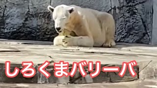 【しろくまバリーバ】食事する姿が可愛いピースのお母さん❤️愛媛県とべ動物園2021年３月2日