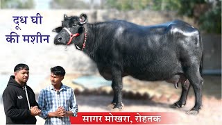 दूध घी की मशीन || Milk Ghee Machine || SAGAR \u0026 DEEPAK MOKHRA, ROHTAK