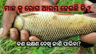 ପୋଖରୀ ରେ ମାଛ ମାନଙ୍କୁ ରୋଗ ହୋଇଛି ବୋଲି କେଉ ଲକ୍ଷଣ ଗୁଡ଼ିକ ହେଲେ ଜାଣିପାରିବା?