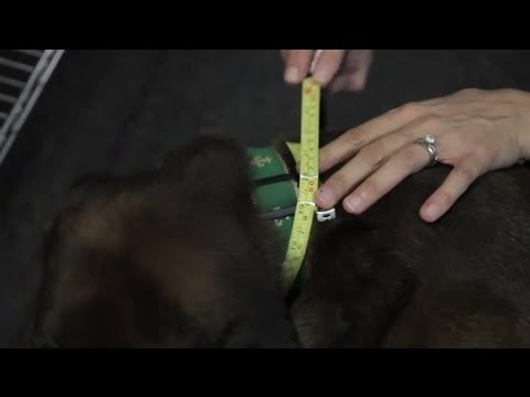What size is my dog’s neck?