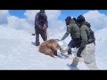 indian army and a daring rescue of a baby bear in himalayas