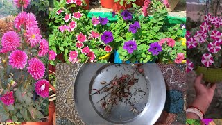 ଶୀତଦିନିଆ ଫୁଲ ର ମଞ୍ଜି କୁ କେମିତି ରଖିବା. How to  collect and store winter seeds for next season.