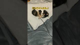 まさかそこで寝てるとは…#チワワ#犬のいる生活#shorts