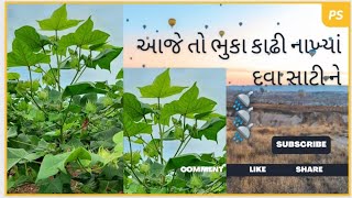 આજ નુ કામ જોર શોરથી ભુકા કાઢી નાખ્યાં.   #mr_khedut_official #vilog