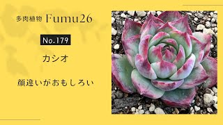 【多肉植物】カシオ鉢上げします