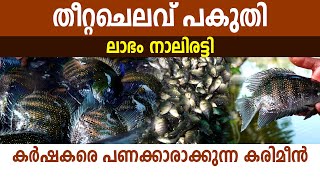 കേരളത്തിലെ ഏറ്റവും വലിയ കരിമീൻ തോട്ടം I Karimeen Krishi I Alappuzhayile Karimeen I Green chromide I