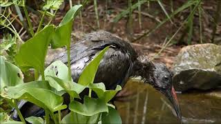 Hadeda ibis bathing \u0026 preening