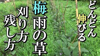 【自然農】自然農的な草の刈り方・残し方　2021年7月9日【natural farming】