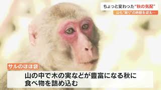 高崎山のサルの“ほほ” 木の実でパンパン　秋の姿にほっこり　大分