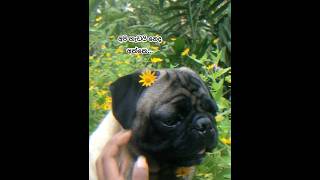 අපි ලස්සනයි නෙද අක්කෙ 🥰. #funny #life #lover #pug #doglover #viralvideo#shorts