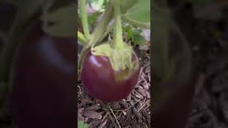 How to identify if the eggplants are ready to be processed for seeds