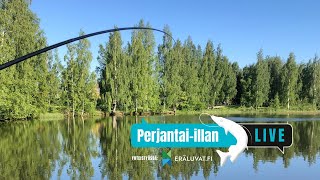 Perjantai-illan LivE: Ahvenia onkimaan