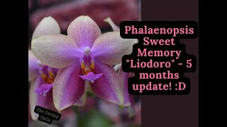 Phalaenopsis Liodoro sweet momery 5 months update! :D