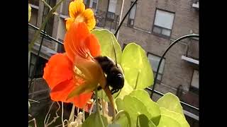 Пчела-плотник Xylocopa virginica Carpenter bee