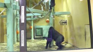 長男ゲンタロウ、お母さんゲンキにか持って欲しい甘えん坊。【京都市動物園】